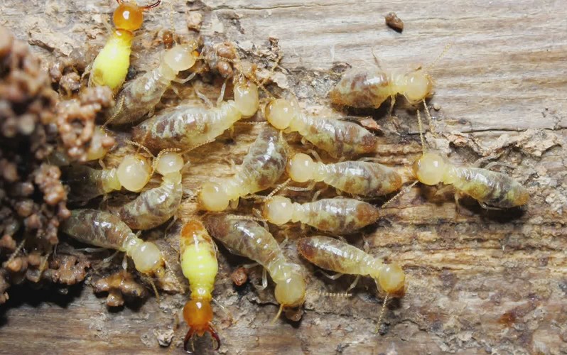 3 Types of Above-Ground Termites