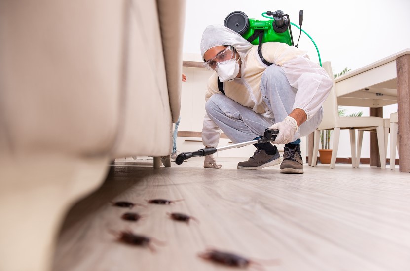 3 Tips for Choosing a Pest Control Service