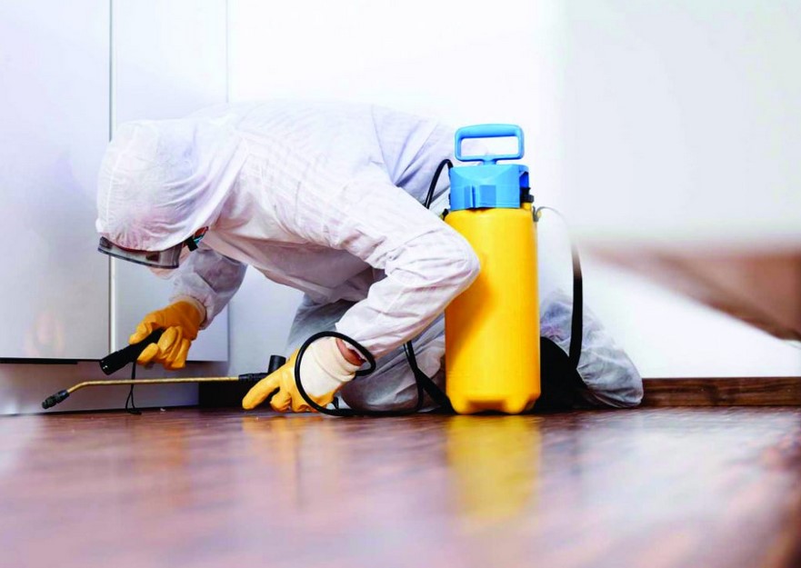 Tips For Choosing The Best Pest Control Company In Huntsville